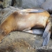 lion_sea_galapagos_san_h_0003_ecu2197.jpg